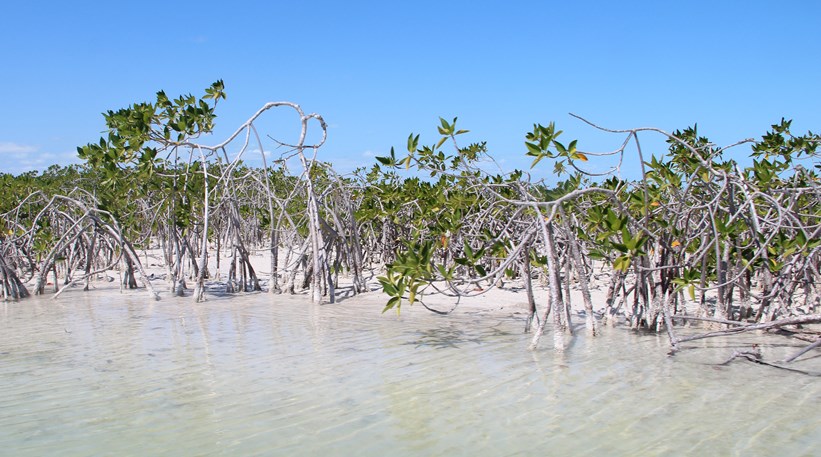 Mangroves: van levensbelang voor de biodiversiteit