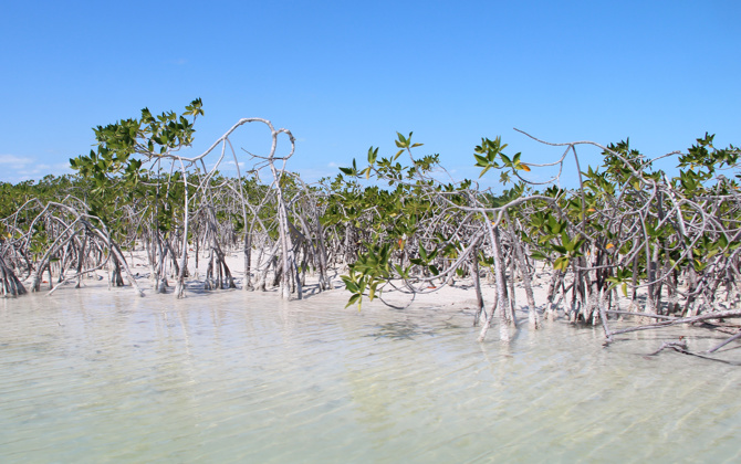 Natuurbehoud: CSFI Belize 