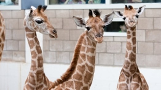 Drie jonge giraffen in acht dagen!