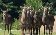 Hoe maak je een saola populair? Met de Zuidoost Azië Campagne!