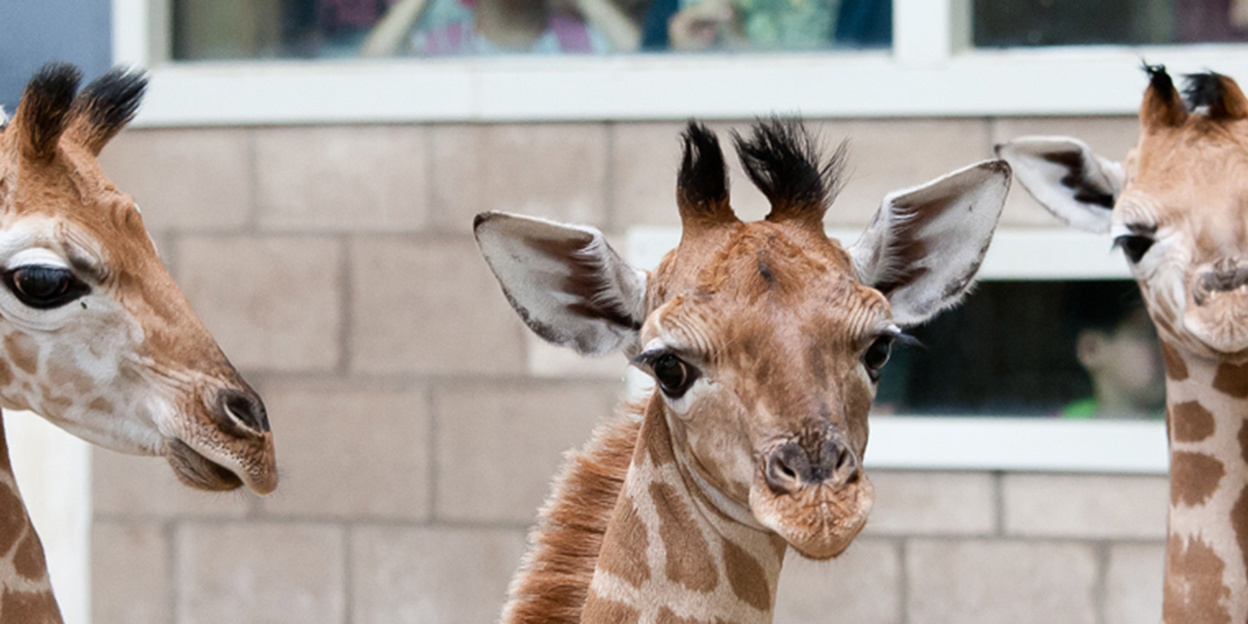 Drie jonge giraffen in acht dagen!