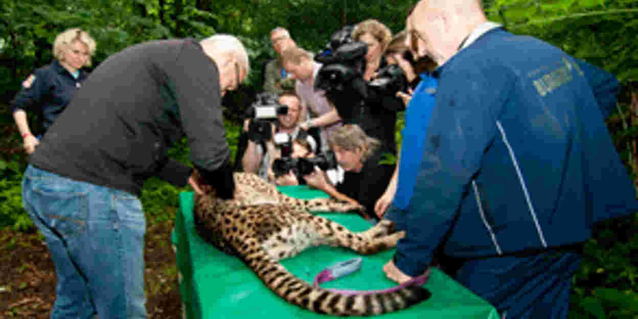 Maar liefst negen jonge cheeta's