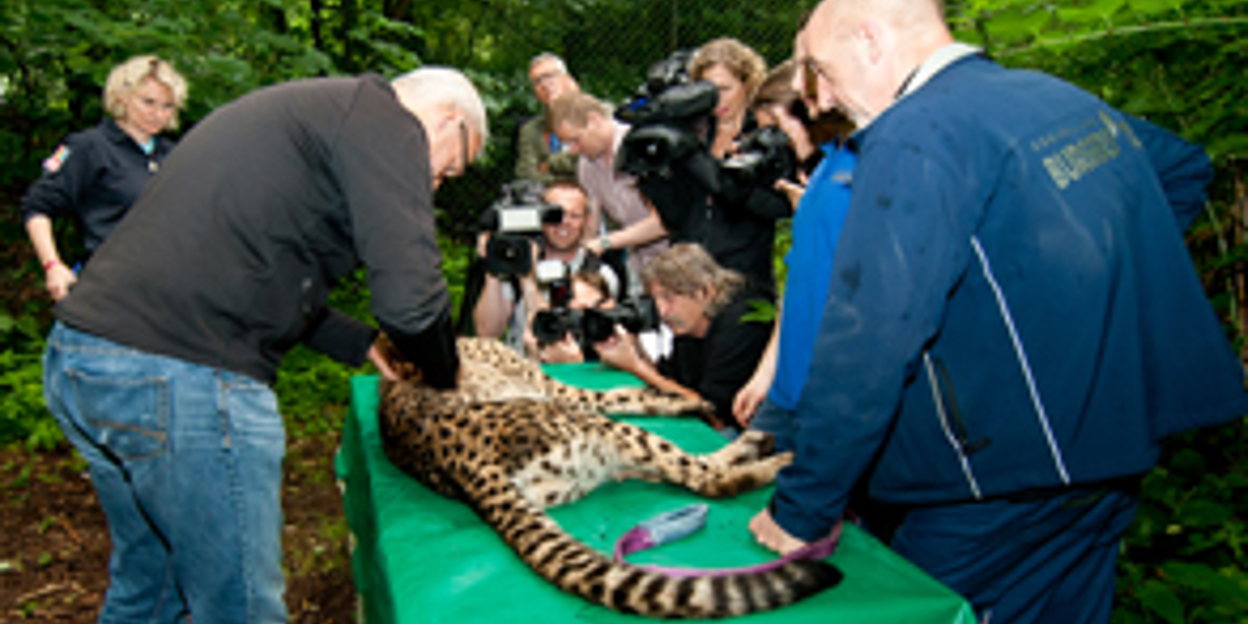 Maar liefst negen jonge cheeta's