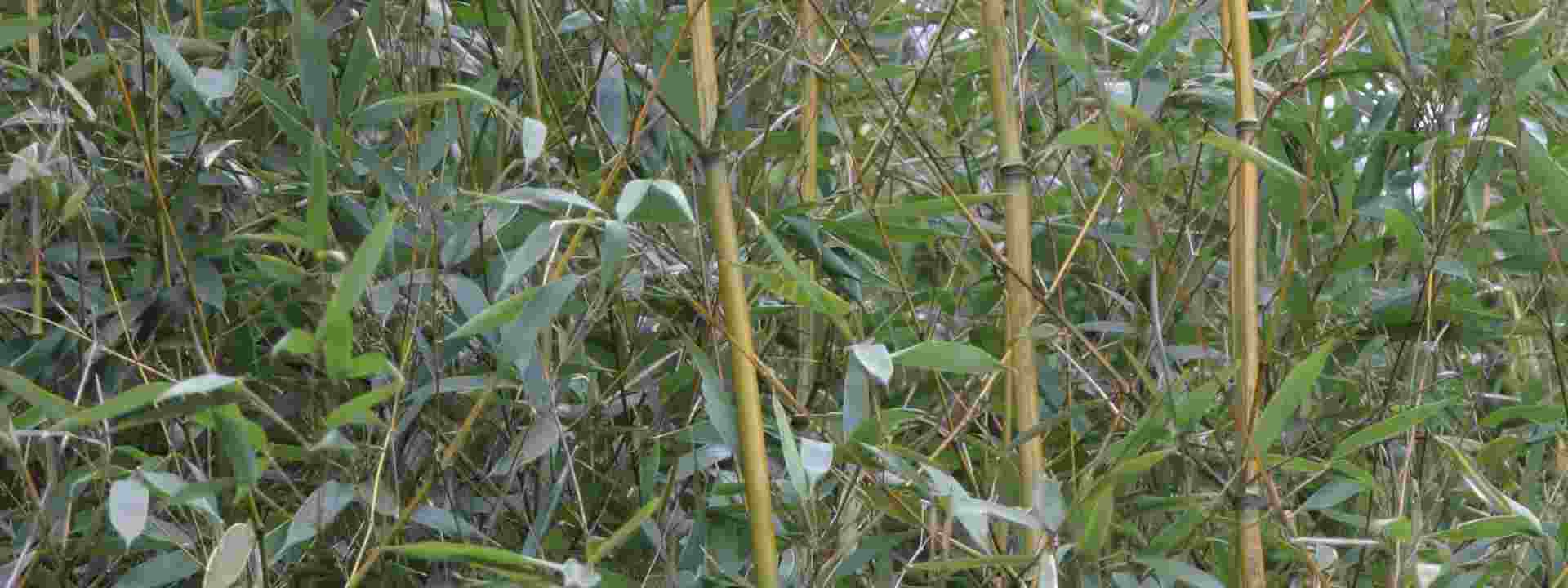 Gewone bamboe