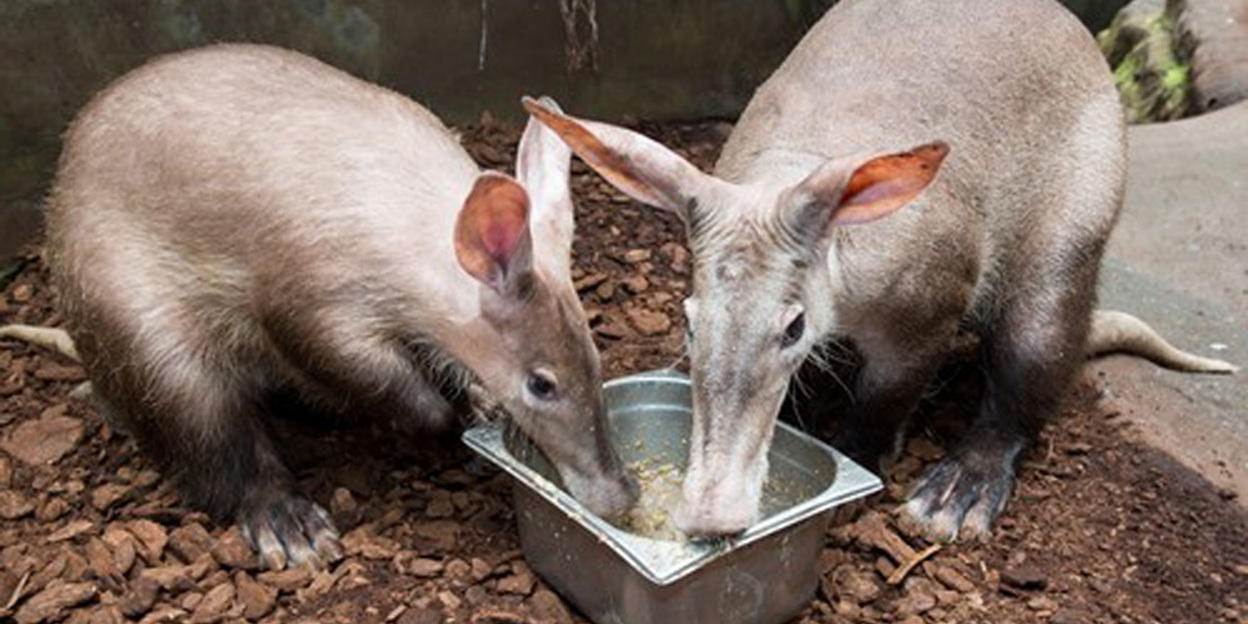Wat doen onze aardvarkens ’s nachts?