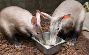Wat doen onze aardvarkens ’s nachts?