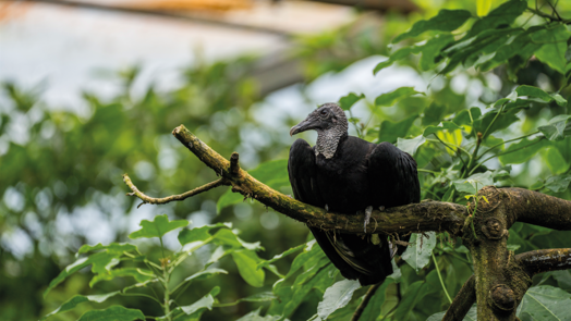 Nieuw in de Bush: zwarte gieren