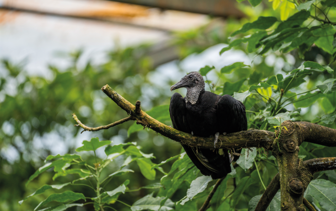 Nieuw in de Bush: zwarte gieren