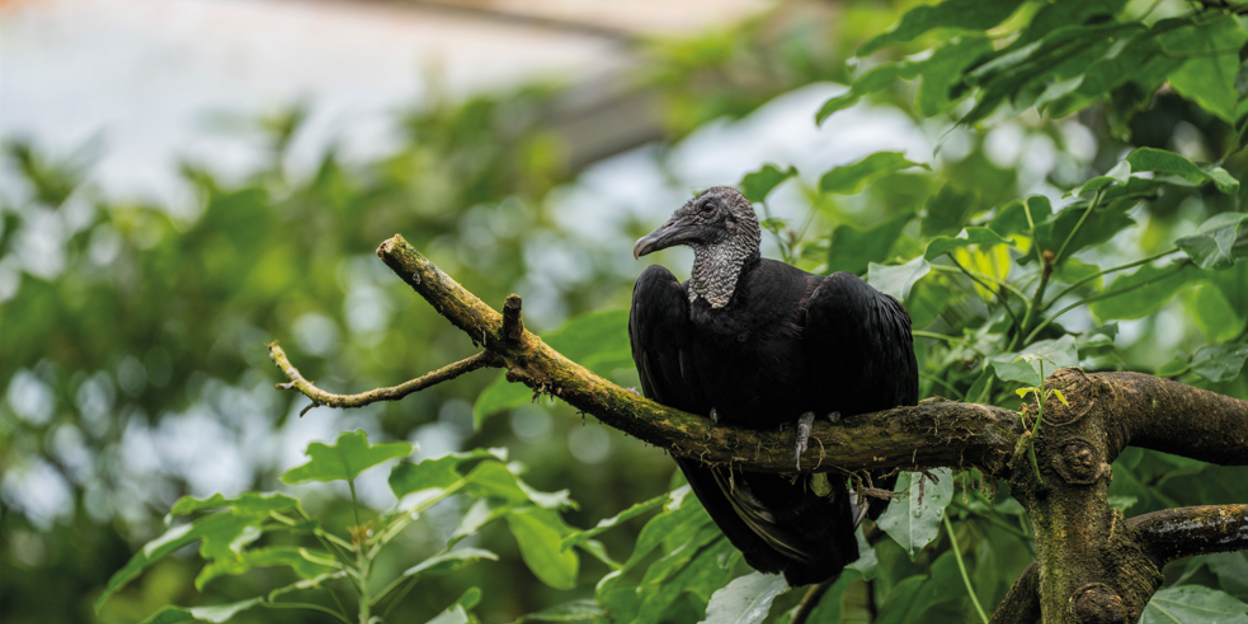Nieuw in de Bush: zwarte gieren