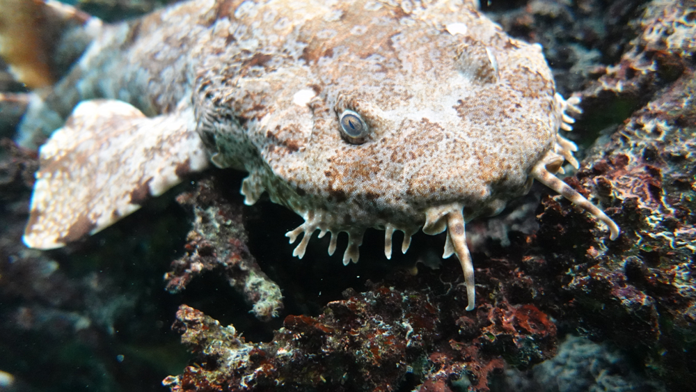 Camouflage bij dieren: het opgaan in de omgeving (Ocean)