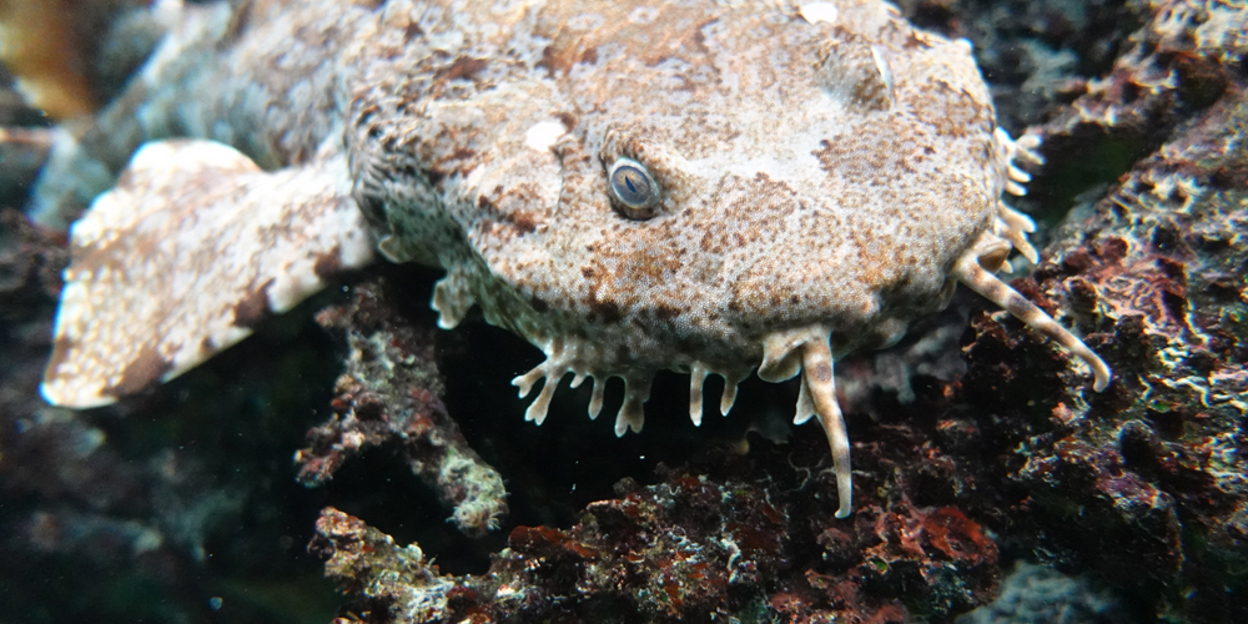 Camouflage bij dieren: het opgaan in de omgeving (Ocean)