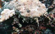 Camouflage bij dieren: het opgaan in de omgeving (Ocean)