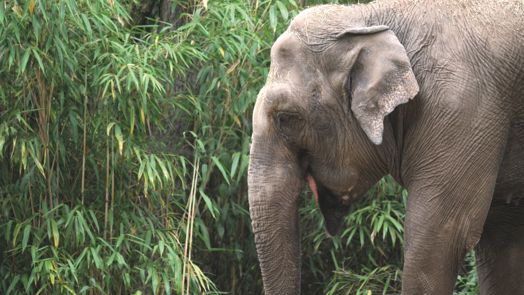 Fascinerend reuzengras