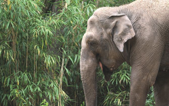 Fascinerend reuzengras