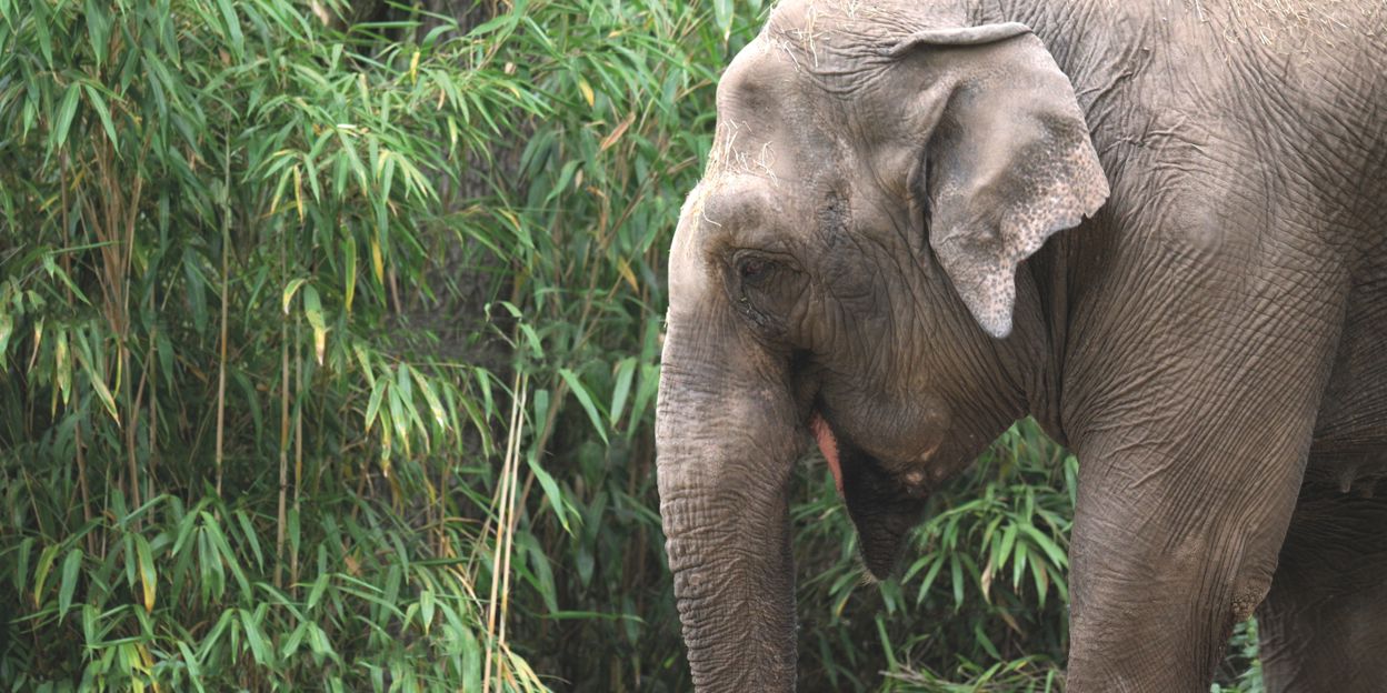 Fascinerend reuzengras