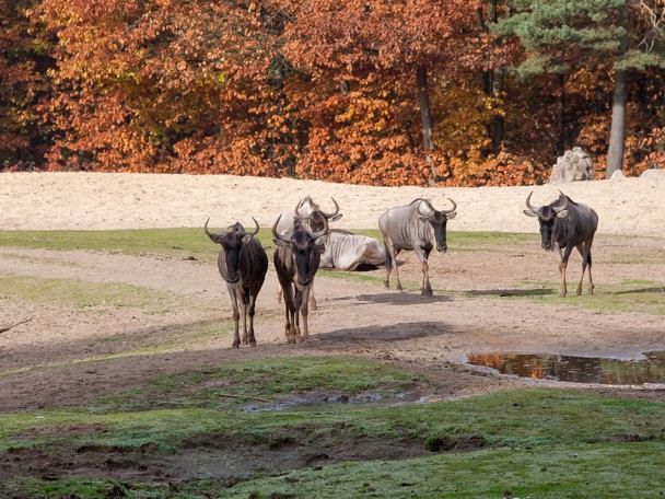 Hoge temperaturen en droogte