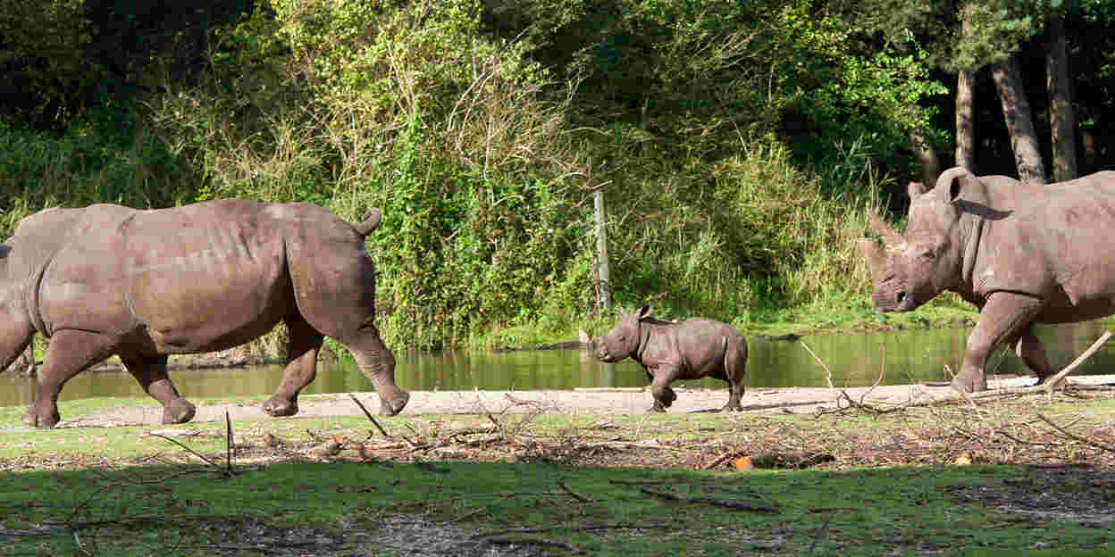 Ontdek de Safari met het neushoornjong