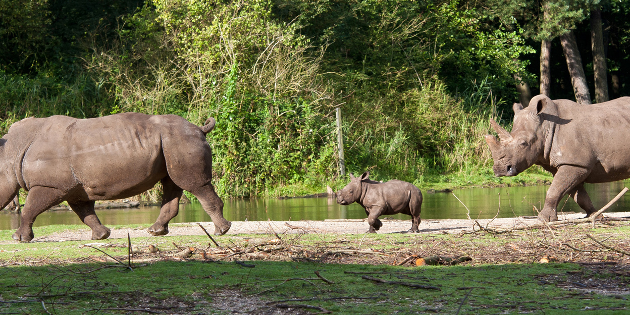 Ontdek de Safari met het neushoornjong