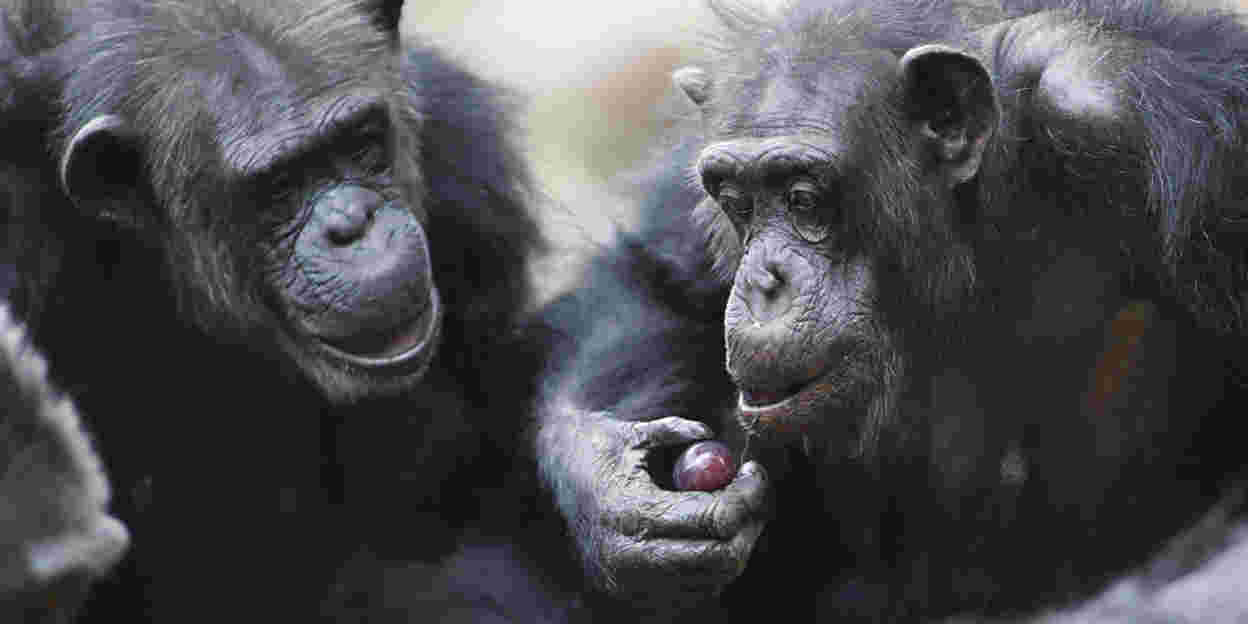 Eerste Paasdag viert u met een heerlijke brunch in Burgers’ Zoo!