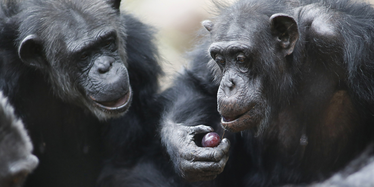 Eerste Paasdag viert u met een heerlijke brunch in Burgers’ Zoo!