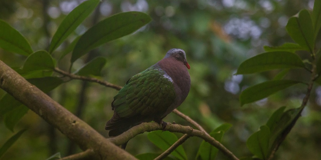 Enten, enten en nog eens enten…..