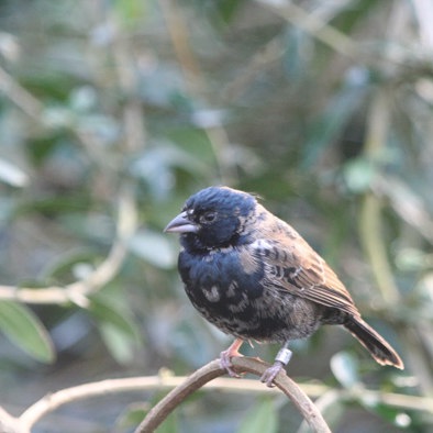 Bedreiging en bescherming