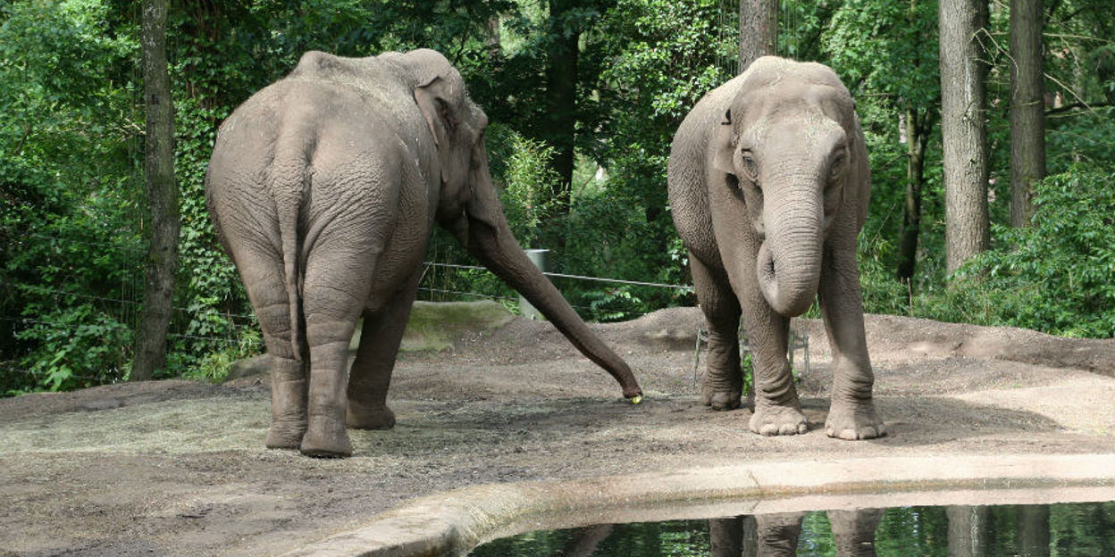 Bejaardentehuis van de dierentuin