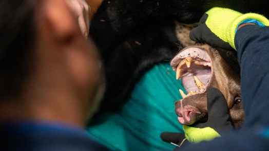 Burgers' Zoo ziet beren op de weg