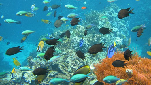 Kennis van koralen inzetten om koraalriffen te restaureren