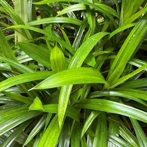 Pandan