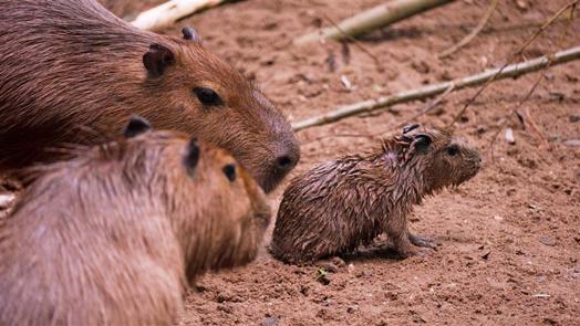 Vierling geboren bij de capybara’s 