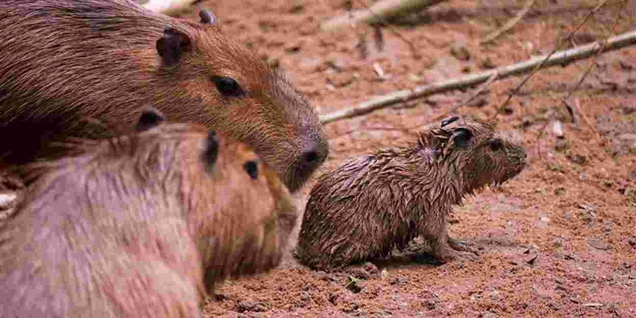 Vierling geboren bij de capybara’s 