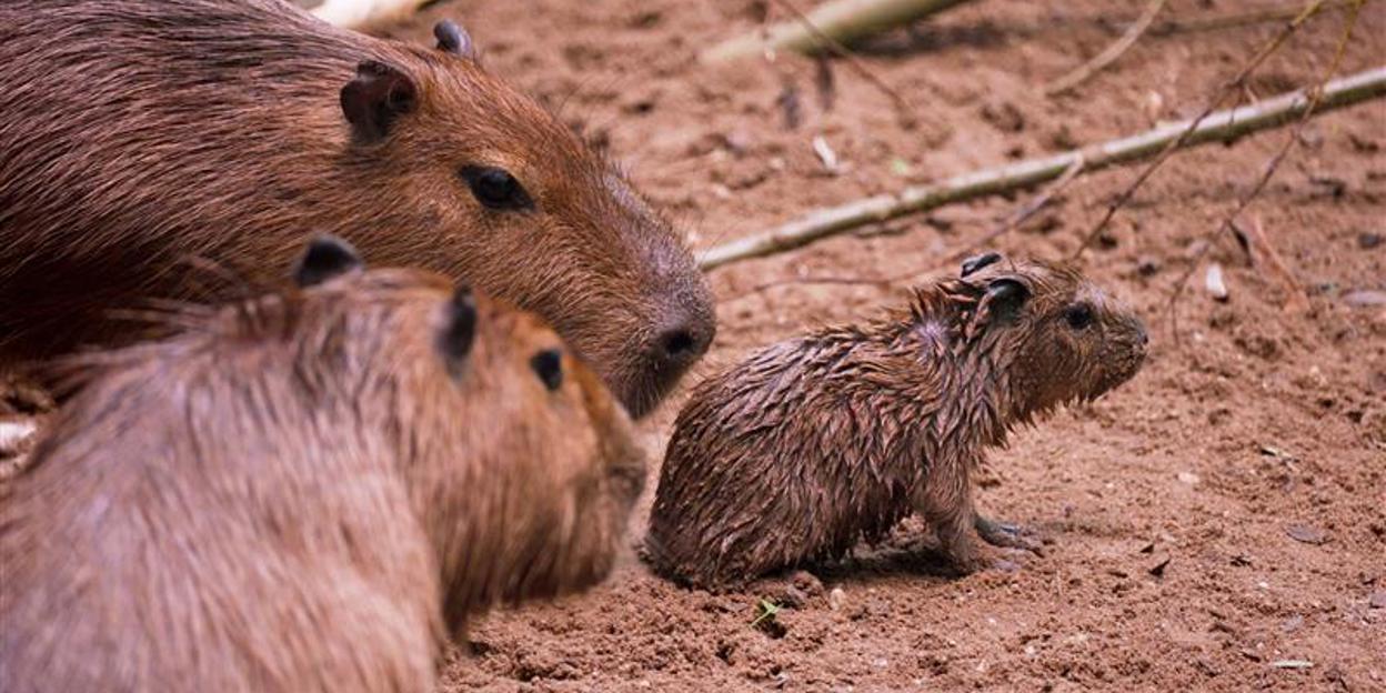 Vierling geboren bij de capybara’s 