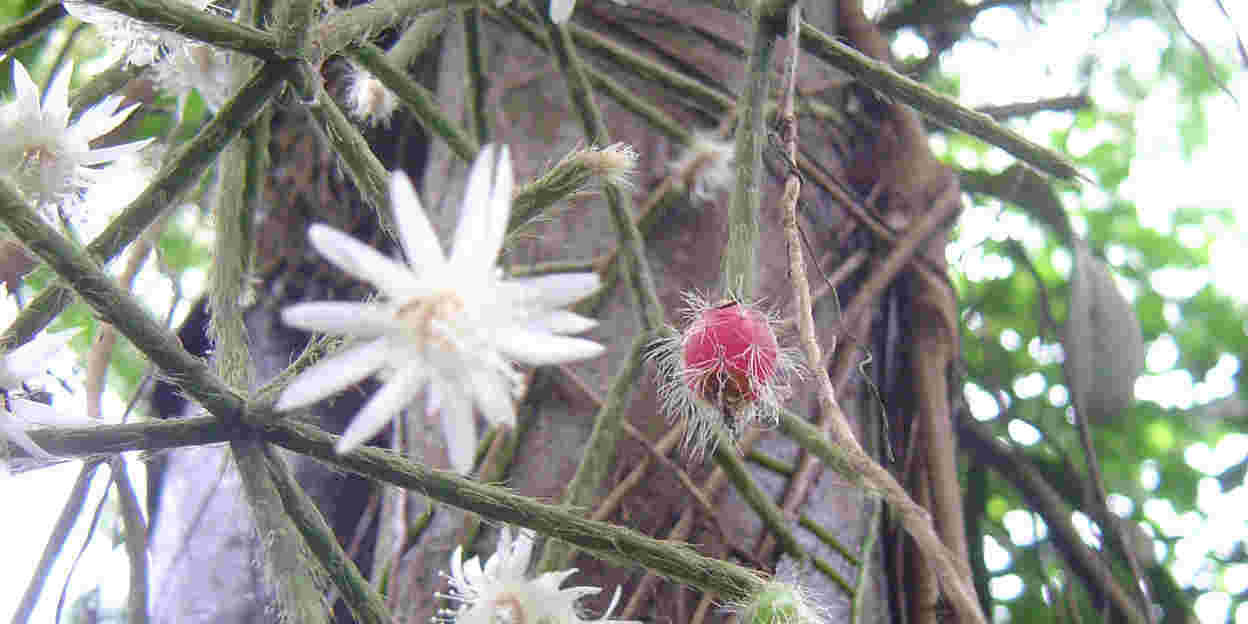 Cactussen in een boom!