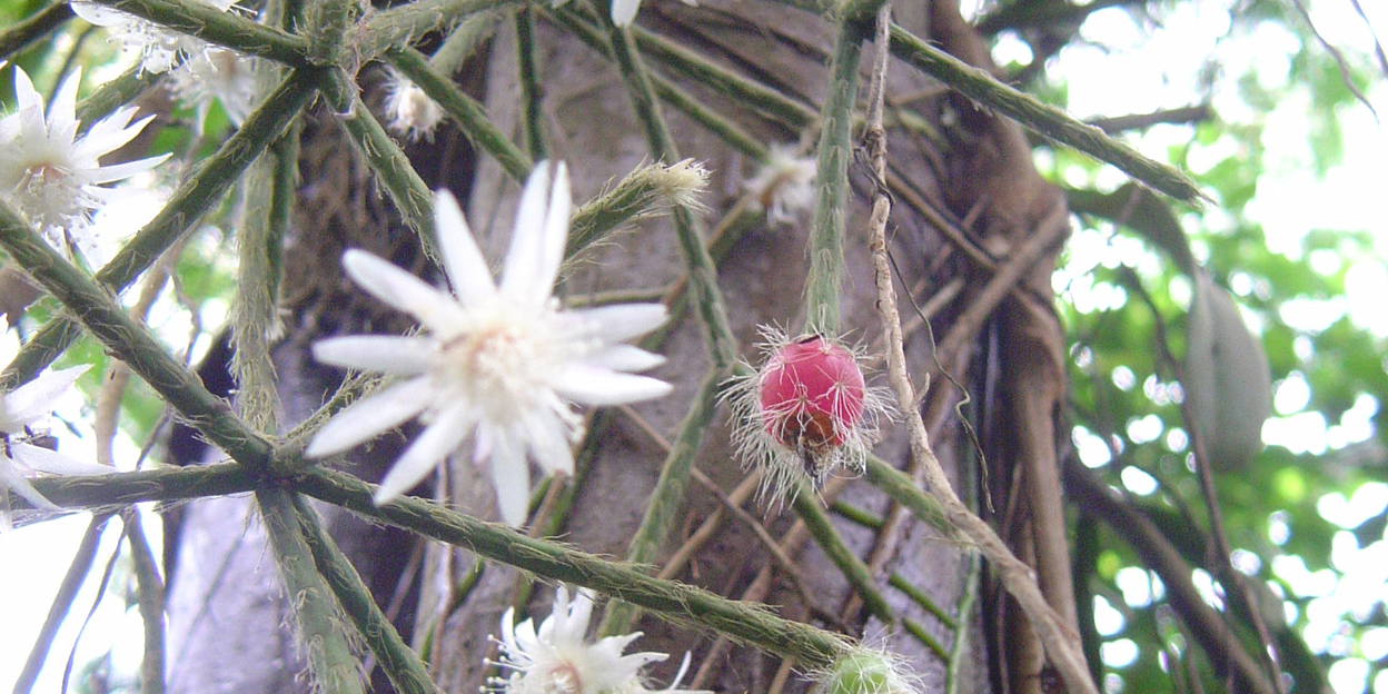 Cactussen in een boom!