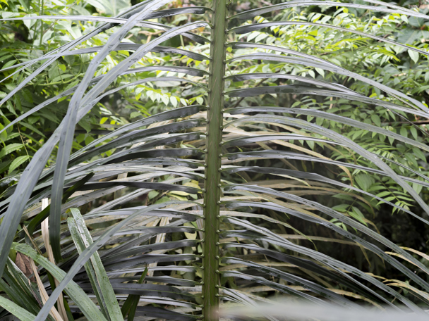 Gebruik door de mens