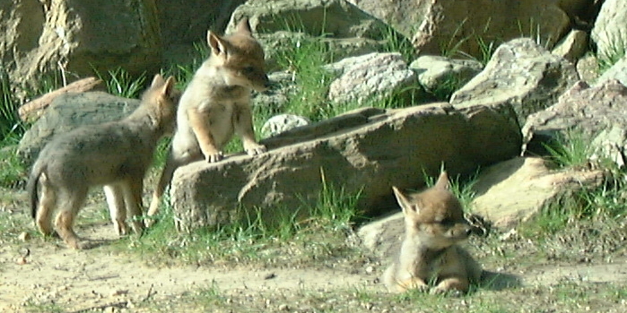 Jonge dieren