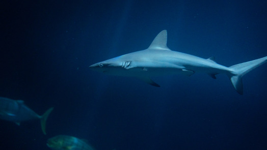 Grijze rifhaaien Burgers' Zoo slagen voor examen