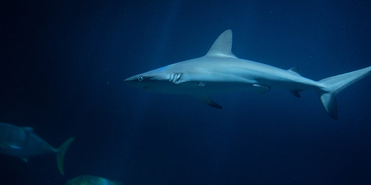Grijze rifhaaien Burgers' Zoo slagen voor examen