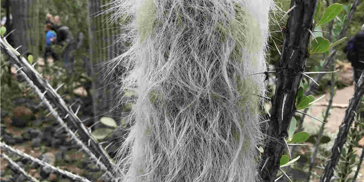 Bedreigd ‘oudje’