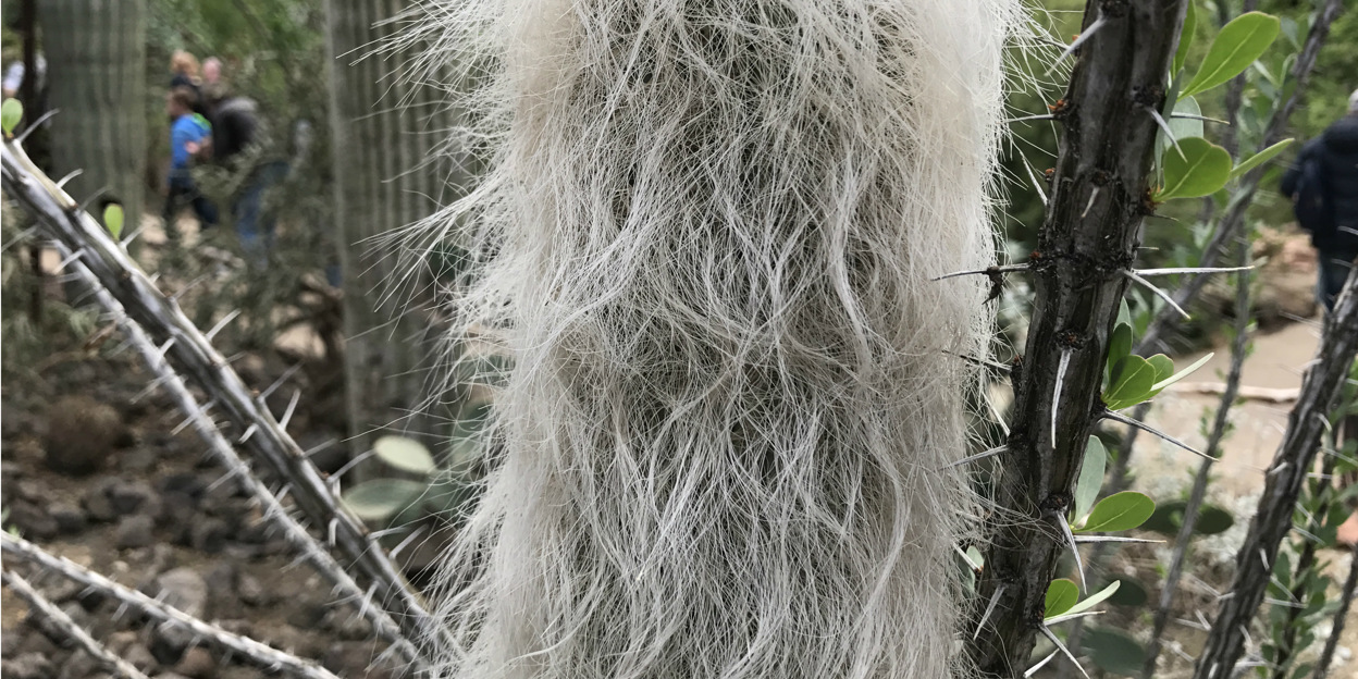 Bedreigd ‘oudje’
