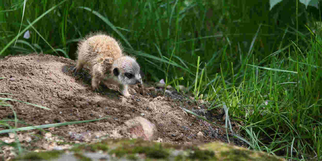 Weetgraagte in de dierentuin