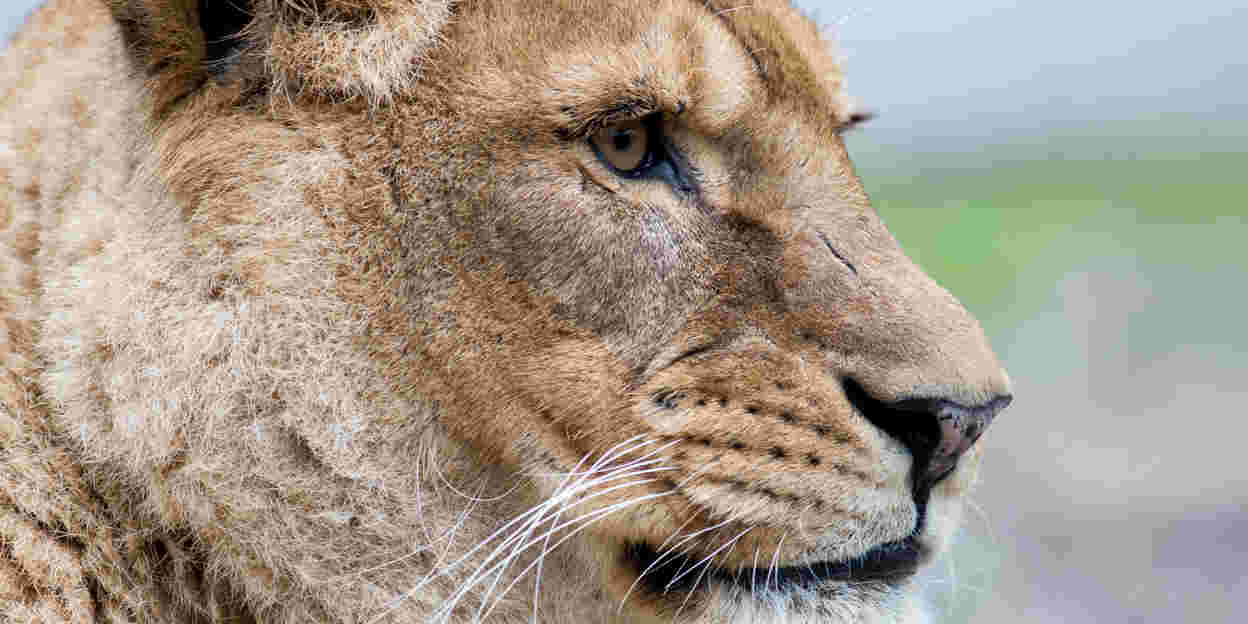 Download gratis de dierentocht: WK-voetbal ‘14