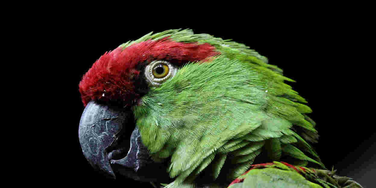 Een grote bek op de vogelafdeling