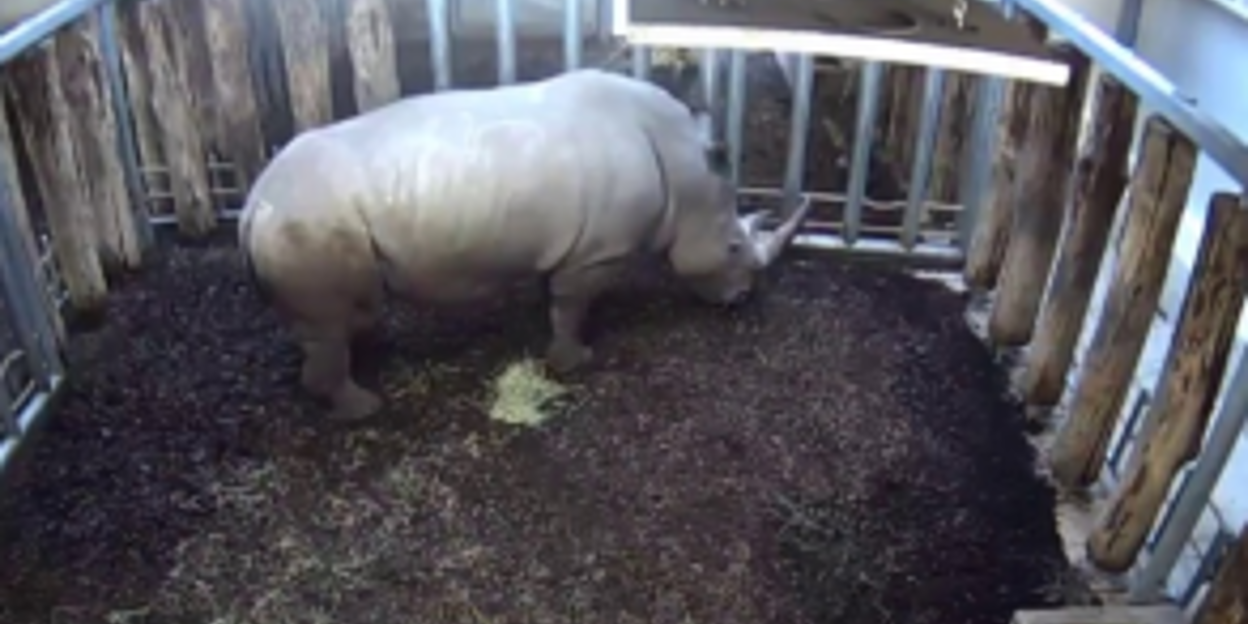 Helaas geen jonge neushoorn
