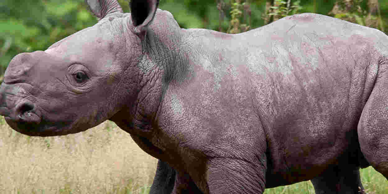 Neushoorntje ontmoet giraffen, zebra's en antilopen