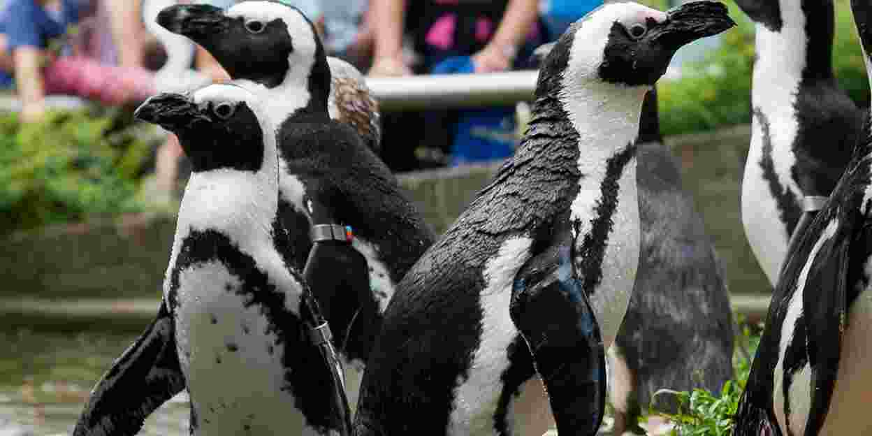 Hoezo is dit weer te warm voor pinguïns?
