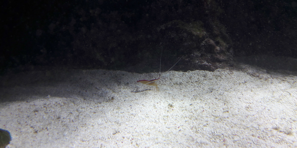 Gamba’s