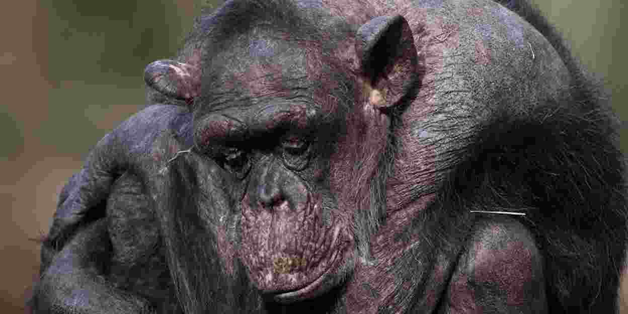 Arnhemse chimpansee inspiratiebron Frans de Waal