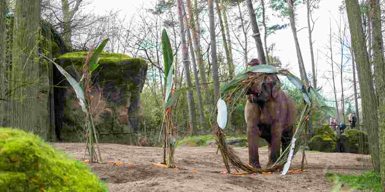 110-jarig Burgers' Zoo trakteert olifanten en bezoekers